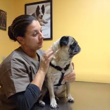 Queen city animal hospital 180 londonderry turnpike hooksett, nh 03106 office: Queen City Animal Hospital Veterinarians 180 Londonderry Tpke Hooksett Nh Phone Number