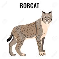 Image result for free blog pics of bobcat kittens