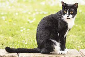 ⏩ simak nih daftar makanan dan minuman untuk kucing kampung berikut ini. Gambar Kucing Kampung Warna Hitam Putih