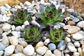Voir plus d'idées sur le thème jardin zen, jardins, idées jardin. Comment Amenager Votre Espace Exterieur En Jardin Zen Ligne Jardin