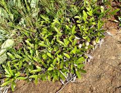 Image result for Parinari capensis