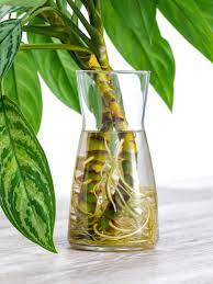 Green roots of plant in glass jar of water. Indoor Water Garden Growing Plants In Water Year Round