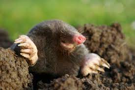 They are actually after the earthworms that are found in garden soil. How To Get Rid Of Moles And Voles Hgtv