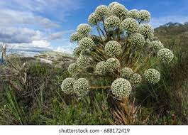 Image result for Eriocaulaceae