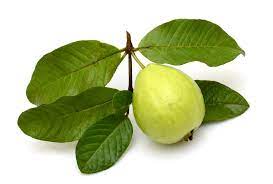 Maybe you would like to learn more about one of these? 15 Manfaat Daun Jambu Biji Bagi Kesehatan Paling Lengkap
