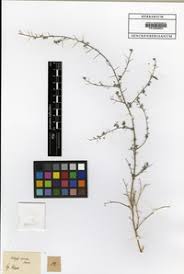 Image result for Indigofera circinella