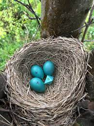 Maybe you would like to learn more about one of these? How An Eight Sided Egg Ended Up In A Robin S Nest The New York Times