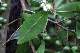 Image result for Margaritaria