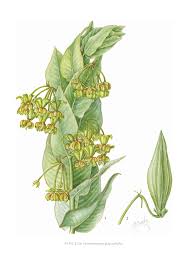 Image result for Gomphocarpus glaucophyllus