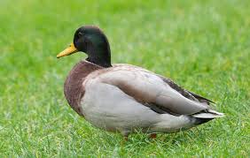 What i lack in legs, i make up for in personality. Museums Post Their Best Duck Pictures In Greatest Twitter Battle Ever Cnet