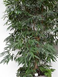 Image result for Moraceae