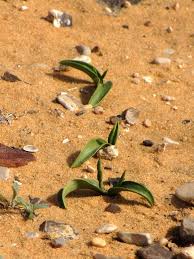 Image result for Ophioglossum polyphyllum