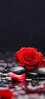 Free rose wallpapers for iphone for your sxga 16:10 720p standard smartwatch hd other desktop dual 5:4 mobile widescreen 4:3 samsung 900p 5:3 vga iphone 1080p mobile hvga hd 3. Red Roses And Petals Stones Water 1242x2688 Iphone 11 Pro Xs Max Wallpaper Background Picture Image