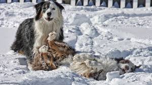 Snow Dogs Dogs Winter Adorable Snow Dogs Dogs Animal Antics
