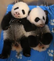 Toronto S Giant Pandas Have Their 100 Day Celebration Baby Panda Bears Baby Animals Panda Bear