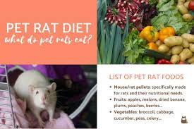 Can rats eat other pet foods? What Can I Feed My Pet Rat Pet Rat Diet
