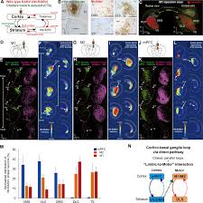 În cazul în care te decizi să intri în afaceri în 2019, trebuie să ai în vedere faptul că legislația fiscală prevede cote reduse de tva pentru anumite prestări de servicii și livrări de bunuri. An Open Cortico Basal Ganglia Loop Allows Limbic Control Over Motor Output Via The Nigrothalamic Pathway Elife