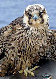 Pin By صقر الصحراء Falcon Desert On Birds Birds Of Prey Nature Birds Animals Beautiful