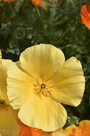 Image result for Papaveraceae