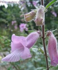 Image result for Ceratotheca triloba