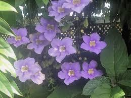 Image result for Thunbergia laborans