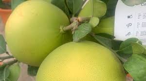 Image result for Citrus maxima