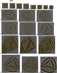 Image result for Cassia burttii