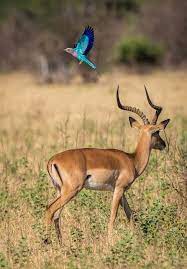 Wildlife Photography Tips How To Shoot Great Pictures Of Animals Wildlife Photography Wild Animals Photography Wildlife Photography Tips