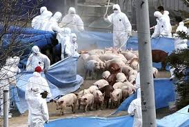 Prognoza vremii pentru comuna golesti din judetul vrancea are o precizie de 95% pentru primele 3 zile, pentru zona cu inaltime geopotentiala de 500 hpa. Masacru Intr O FermÄ Din Vrancea 30 000 De Porci Ucisi Din Cauza Pestei Africane Agroinfo Ro