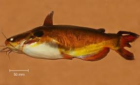 They are vague about their past. Fishery Biology Aquaculture And Conservation Of The Threatened Asian Sun Catfish Springerlink