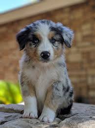 Some aussie breeders fear akc recognition may create undue emphasis on appearance over ability. Australian Shepherd Breeders Near Raton New Mexico