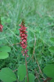 Image result for Indigofera hirsuta