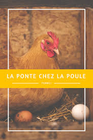 Epingle Sur Elevage De La Poule Avec Farmili
