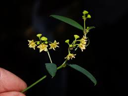 Image result for Helinus