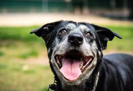 A journey full of twists and turns, ups and downs, laughs, love, and the full range of emotions. Dentistry Vet In Salem The Pet Clinic