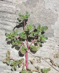 Image result for Portulaca centrali-africana