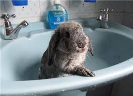Bunny eating raspberries 1.100 views6 year ago. 19 Bunny Bath Time Ideas Bunny Cute Animals Pets