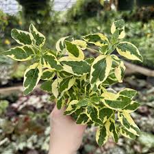 Image result for Asystasia guttata