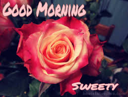 I prayed for a respectful and loyal friend who will understand me the. 151 Good Morning Romantic Red Rose Images And Pics Best Status Pics