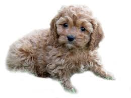 Maybe you would like to learn more about one of these? Best Cavapoo Breeders