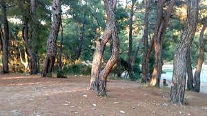 kemalpasa park orman at meydani 10temmuz 2017 youtube