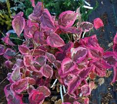Red flowering dogwood for sale. Cornus Kousa Aka Tsuki Red Moon Dogwood For Sale