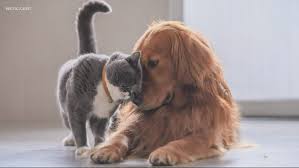 For a faster and easier experience, please follow this adoption process guide. York County Animal Shelter Offering Pet Food Pantry For Residents Wcnc Com
