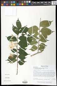 Image result for Octolepis decalepis