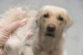 If your dog suffers from hair loss due to stress or anxiety, you may want to try using natural remedies to calm and relax your dog. Hair Loss Severe Hair Loss Bald Spots Signs Of Serious Health Issues