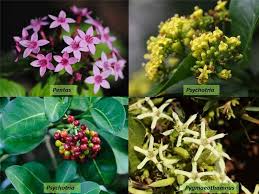 Image result for Pavetta sp. F