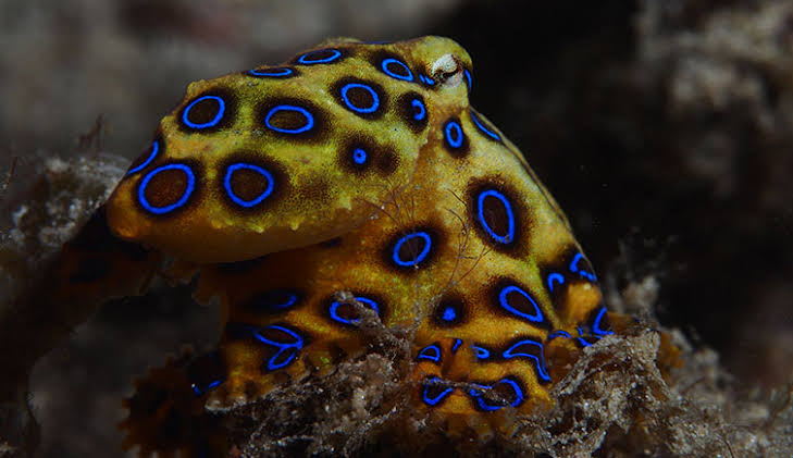Blue Ring Octopus:  The Ocean’s Tiny Assassin