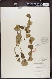 Image result for Cissampelos