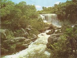 Image result for Cyrtanthus rhodesianus