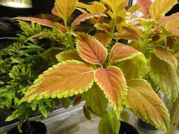 Coleus, carolina country magazine, compact plants are simple and striking, name that garden « hayefield. Last Summer S Coleus Cuttings Grew But Now What